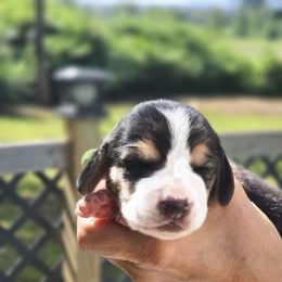 Boy 3 - Black white and brown male Basset Hound puppy in Denison, Texas from Emma Lou's Baby Bassets