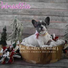 Poinsettia - Blue female French Bulldog puppy in Loxahatchee, Florida from Blue Wonder Frenchies