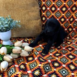 Boy - Black male Giant Schnauzer puppy in Many, Louisiana from Toledo Bend Giants Vom Zitronen