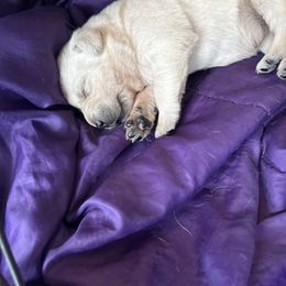 Girl 2 - Yellow female Labrador Retriever puppy in Isanti, Minnesota from Four Corners Family Labs