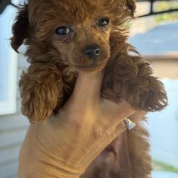 Girl - Red  female Poodle puppy in Charlotte, North Carolina from Toy Poodle and Maltese Perfection