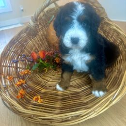 Ajax - Tri-color male Bernedoodle puppy in Mattawan, Michigan from KaZoo Doodles