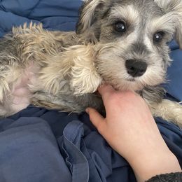 Miniature Schnauzers, Poodles, and Schnoodles from Farmer Brown's Puppies