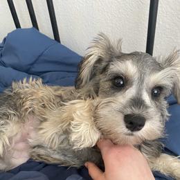 Miniature Schnauzers, Poodles, and Schnoodles from Farmer Brown's Puppies
