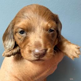 Pink Girl - Dapple female Dachshund puppy in Pierson, Florida from Michelle’s Mini Dachshunds