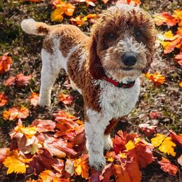 Bernedoodle Puppies from Over the Moon Poodles and Doodles