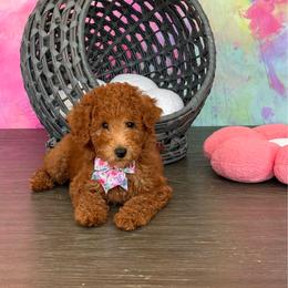 AKC Tina - Red  female Poodle puppy in Cape Coral, Florida from Ruby the poodle