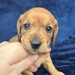 Hot Tamale - Red female Dachshund puppy in Memphis, Tennessee from River City Doxies
