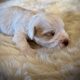 Miniature Schnauzer Puppies from Bar W Schnauzers