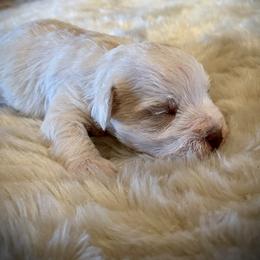 Miniature Schnauzer Puppies from Bar W Schnauzers