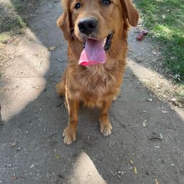 Border Collie, Golden Retriever, and Sporty Mix Puppies from Turbo Border Collies & Coltrievers