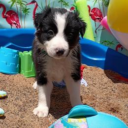 (Gaia) Salsita - Black and white female Border Collie puppy in Max, Nebraska from Stag Valley Homestead