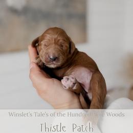 Thistle Patch - Red  female Goldendoodle puppy in Roanoke Rapids, North Carolina from Sweeter than Honey Doodles