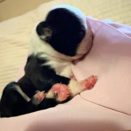 Penelope - Black and white female Boston Terrier puppy in Tampa, Florida from Bayshore Boston Terrier’s