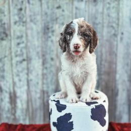 Poppy - Merle female Labradoodle puppy in Elizabeth City, North Carolina from Howdy Doodles