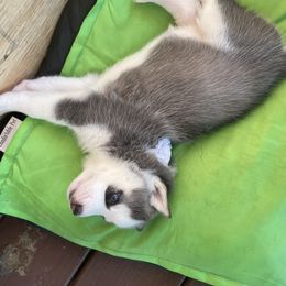 Siberian Husky Puppies from Stan the Man Huskies