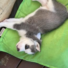 Siberian Husky Puppies from Stan the Man Huskies