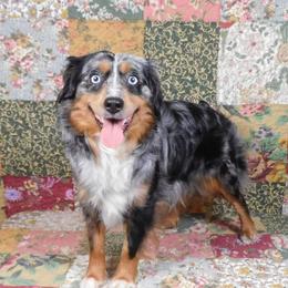 Opie - Toy Australian Shepherd