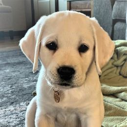 Labrador Retriever Puppies from True Labradors