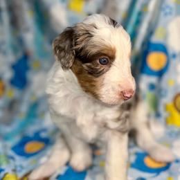 Sky - Brown merle female Aussiedoodle puppy in Liberty, Texas from Poodles and Doodles Most Excellent Adventures
