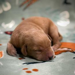 Timber - Yellow male Labrador Retriever puppy in Isle, Minnesota from Dog Ear Outfitters