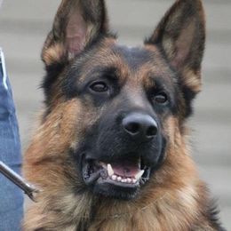 German Shepherds from Vom Lebenstraum