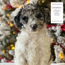 Cinderella - Parti female Goldendoodle puppy in Norman, Oklahoma from Wilson Family Companions