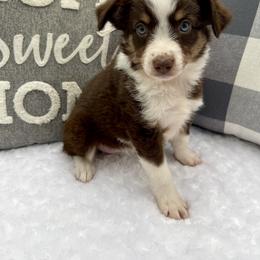 Miniature Australian Shepherd Puppies from B my Sunshines Mini Aussies