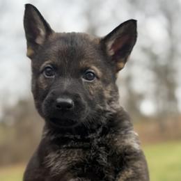 Camo male - Sable male German Shepherd puppy in Buffalo, West Virginia from Z Tykev Vino LLC