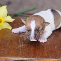 Carson - Tan and white male Jack Russell Terrier puppy in West Bend, Iowa from Blue Skies Terriers