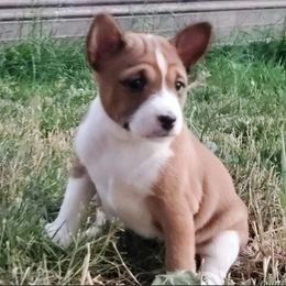 Basenji Puppies from Basenji Puppies