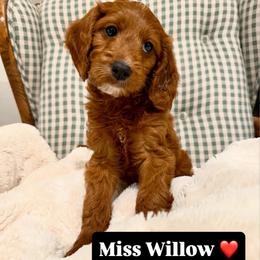 Willow - Red  female Goldendoodle puppy in Belgrade, Montana from Best Friend Doodles