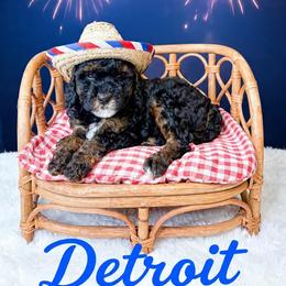 Detroit - Phantom male Goldendoodle puppy in from Pink Poodles and Doodles