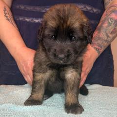 Ms. Orange - Reddish brown female Leonberger puppy in Cypress, Texas from Magnolia Leos