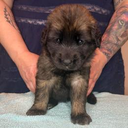 Ms. Orange - Reddish brown female Leonberger puppy in Cypress, Texas from Magnolia Leos