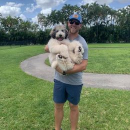 Goldendoodle Puppies from First Mountain Doodles