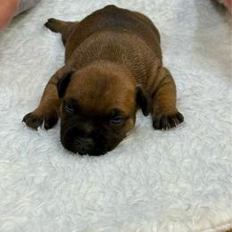 Male 2 - Red male Staffordshire Bull Terrier puppy in Lakeland, Florida from English Creek Staffords