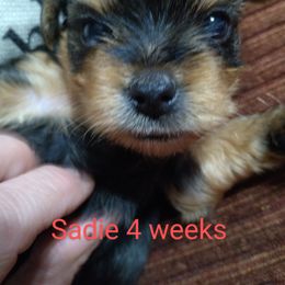 Yorkshire Terrier Puppies from Perfect Paws