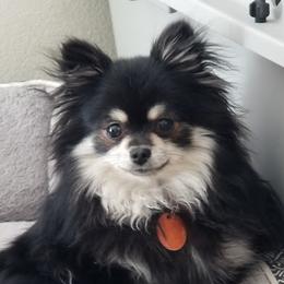Pepper - Pomeranian