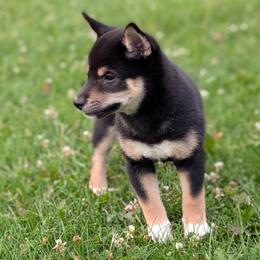 Black and tan white toes - Black and tan female Shiba Inu puppy in Warren County, New Jersey from Yellow Gate Kennel