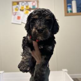 Red - Phantom male Poodle puppy in Ponce De Leon, Florida from Above the Standard Dogs
