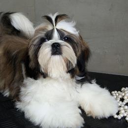 Maggie May - Shih Tzu