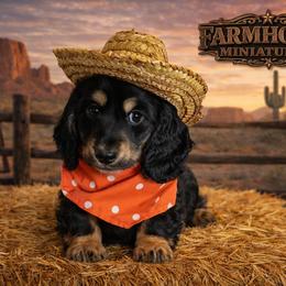 Duncan - Black and cream male Dachshund puppy in Mountainburg, Arkansas from Farm House miniatures