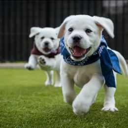 Labrador Retrievers from Willshire White Labradors