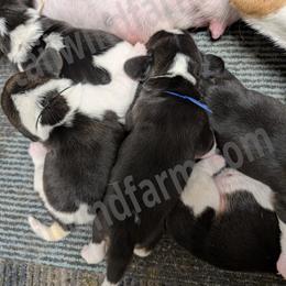 Indigo - Black tan and white male Beagle puppy in Vallejo, California from Tailwindfarm