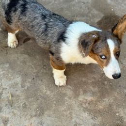 Boy 1 - Blue merle and white male Cardigan Welsh Corgi puppy in Huntington Beach, California from Victory Crown