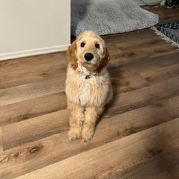 Bernedoodle and Goldendoodle Puppies from K+C Doodles