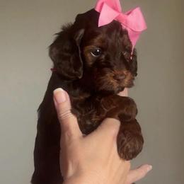 Sandy - Phantom female Goldendoodle puppy in Decatur, Texas from Scherrer Sweet Goldendoodles