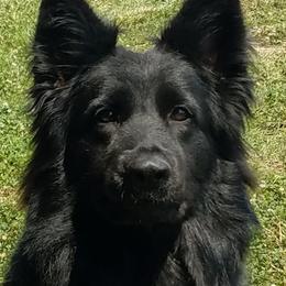 Jackie - German Shepherd