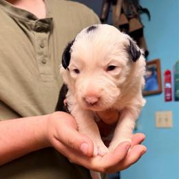 Harrison - Black and white male Border Collie puppy in Lebanon, Oregon from Cahill’s Canines